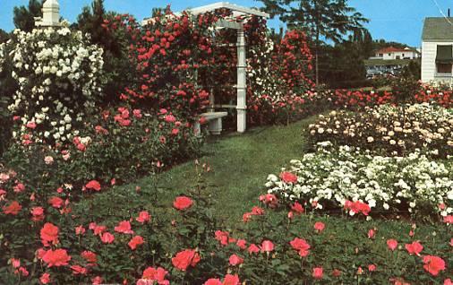 NY - Newark. Jackson & Perkins Rose Garden