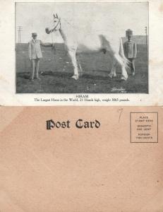 LARFEST HORSE IN THE WORLD HIRAM 1907 FARM SCENE UNDIVIDED ANTIQUE POSTCARD