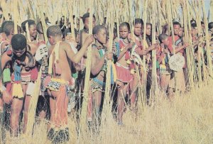 Swaziland Reed Dance Ceremony Africa Postcard