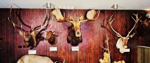 Vintage Post Card Taxidermy Deer Moose Elk Wolf Badger Mink Caribou South Dakota