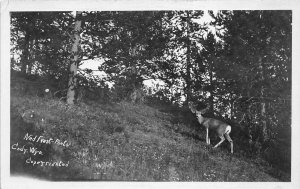 G75/ Cody Wyoming Postcard RPPC c1920s Ned Frost Image Deer