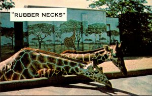 Illinois Chicago Zoological Park At Brookfield Giraffes Rubber Necks