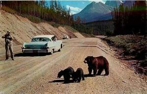 MT, Glacier National Park, Montana, Logan Pass Hi-Way, Mother Bear & Cubs,Dexter