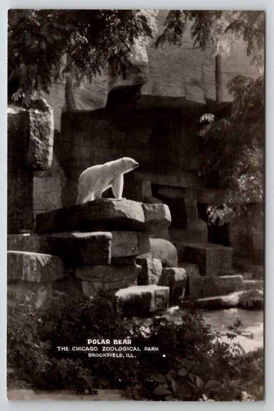 Brookfield IL RPPC Polar Bear The Chicago Zoological Park Photo Postcard V28