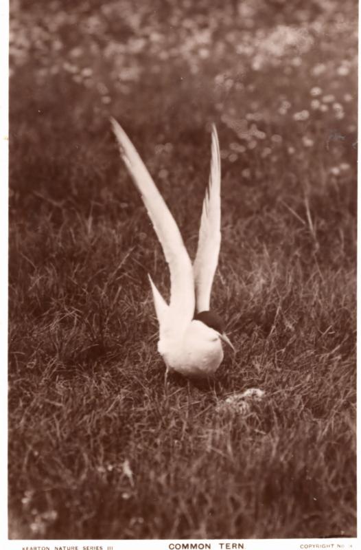 Common Tern Bird Communication Real Photo Old Postcard