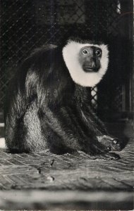 King Colobus monkey ape African fauna 1950s photo postcard