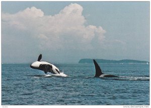 Killer Whale Pod in wild w/one jumping , B.C. , Canada , 50-70s Version-1 wit...