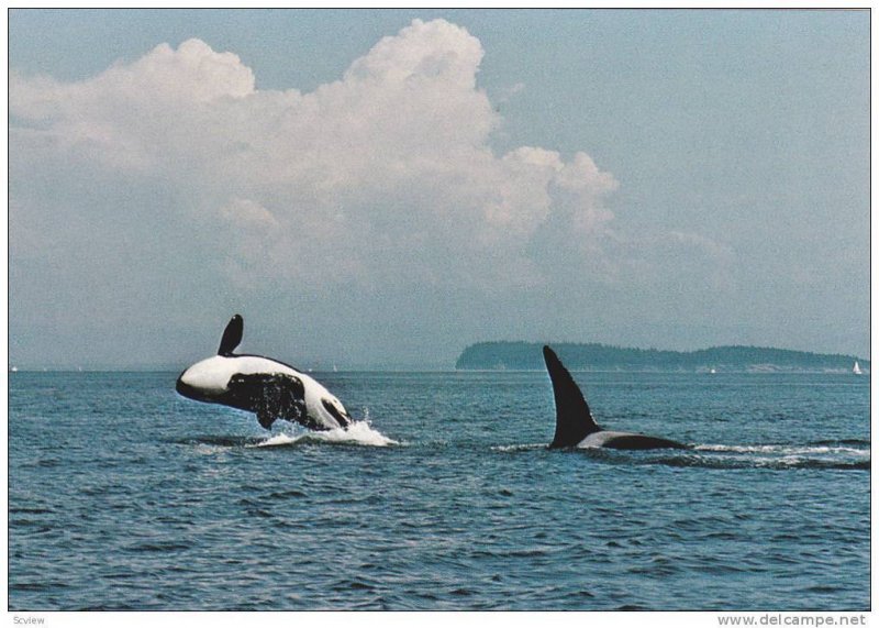 Killer Whale Pod in wild w/one jumping , B.C. , Canada , 50-70s Version-1 wit...