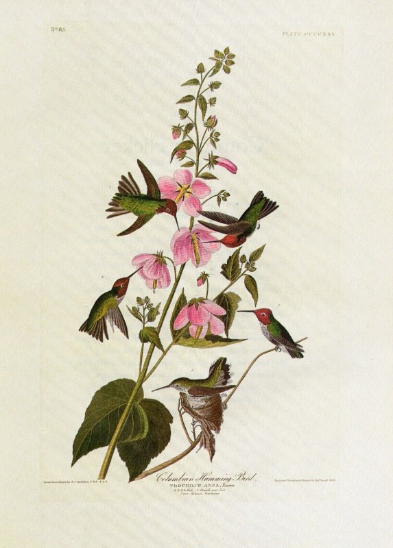 John James Audubon Birds Print Anna's Hummingbird Book Plate 425