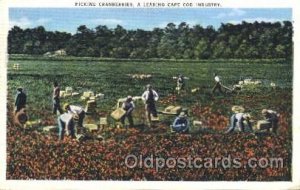 Picking Cranberries Farming, Farm, Farmer  1938 