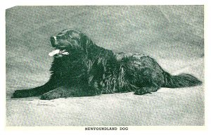 Dog,  Newfoundland