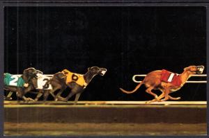 Greyhound Racing in Arizona