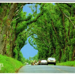 c1980s Kauai, HI Tree Tunnel Road to Poipu Beach Lush Canopy Chrome 4x6 PC M17