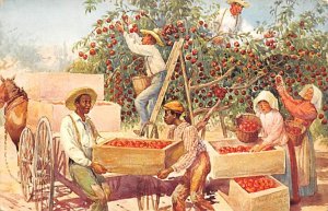 Picking Apples Postcard