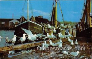 New England Coast Gulls Feasting on Fish Scraps 1971 