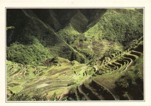 PC PHILIPPINES, RICE TERRACES, Modern Postcard (b43149)