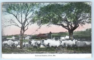 ELIOT, Maine ME ~ Sheep RAILROAD STATION Train Depot 1910 York County Postcard