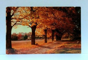 Windham New York NY Trees Fall Foliage Postcard 