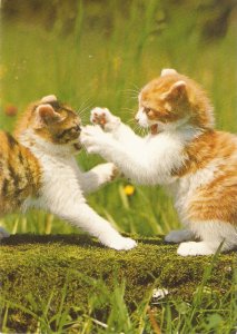 Joung Cats. Playing  Nice modern German postcard