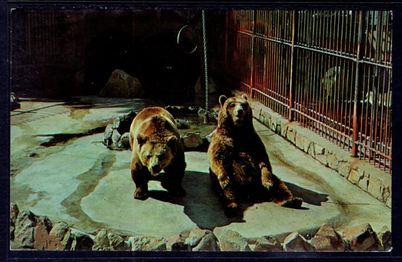 Grizzly Bears,Roeding Park Zoo,Fresno,CA BIN