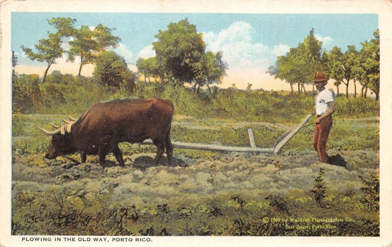 Porto Rico Puerto Rico Plowing the Old Way Farming Scene Postcard AA69590