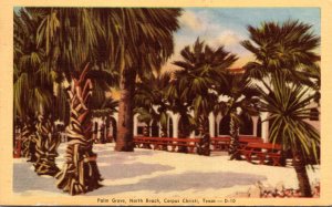 Texas Corpus Christi North Beach Palm Grove 1946 Dexter Press