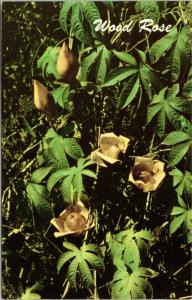 postcard Hawaii - Wood Rose