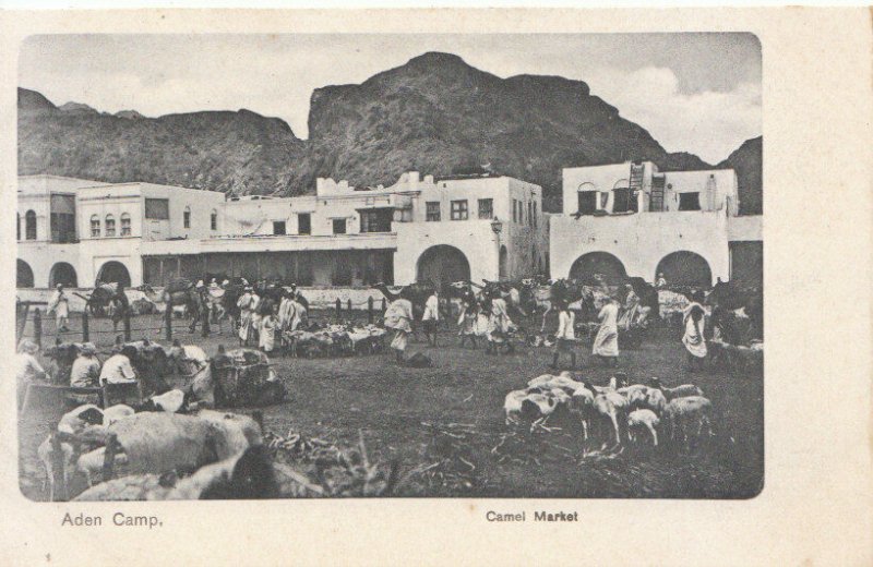 Yemen Postcard - Aden Camp - Camel Market - Ref 1619A