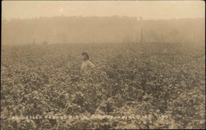 Aroostook ME Potato Field Farming Fort Fairfield c1920 Real Photo Postcard