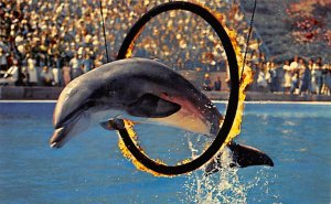 Dolphin Jumping Through Hoop Marineland Of The Pacific Dolphin Unused 