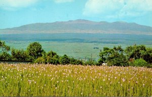 Hawaii Hilo Vanda Orchid Field