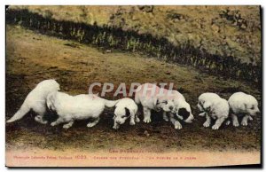 Old Postcard Dogs Pyrenees A litter of 8 days Dog