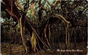 Famous India Rubber Tree Florida Scenic Tropical Plantlife DB Postcard 