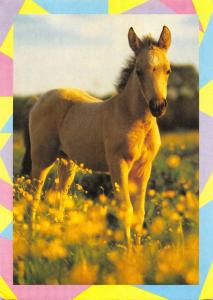 B98571 sweden horse chaveau  animals animaux