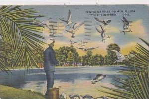 Florida Orlando Feeding Sea Gulls The City Beautiful