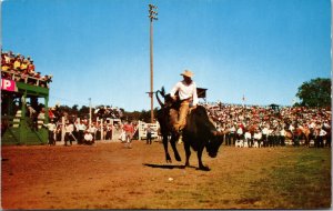 Cowboy Rodeo Bull Riding Postcard unused 1950s/60s