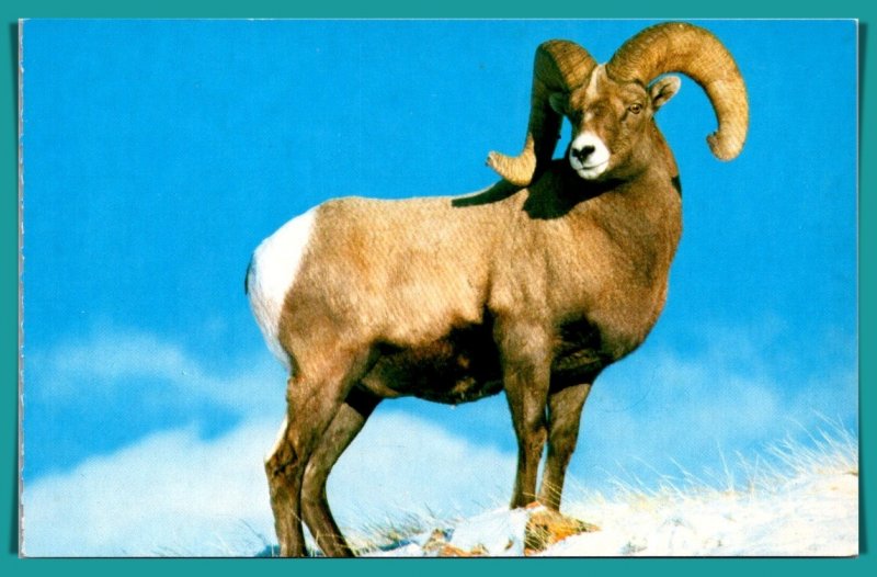 Bighorn Sheep - [MX-821]