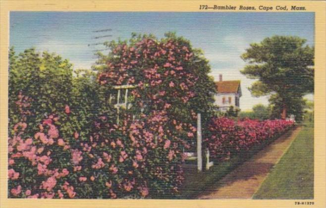 Massachusetts Cape Cod Typical Rambler Roses 1949 Curteich