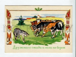 429846 Hungry WOLF & Herd of COWS Russian 1961 year postcard