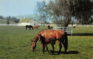 Throughbred Race Horses Color by Max Mahan Horse Unused 