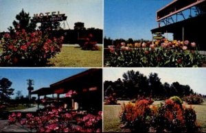 Pedro's Gardens - South of the Border, South Carolina SC Postcard