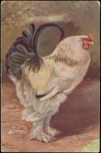 Chicken Hen Rooster (1910s) II