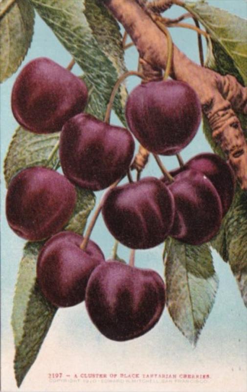 A Cluster Of Black Tartarian Cherries Edward H Mitchell