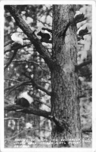 Arizona Family White Tail Squirrels Jacobs Lake Frasher 1940s RPPC Postcard 3311