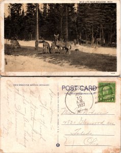 Wild Life Near Engadine, Mich. (15454