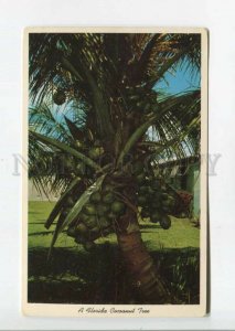 475704 USA Florida coconut tree Vintage postcard