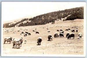 Avon Montana MT Postcard RPPC Photo Sheep Scene Field Mountain c1940's Vintage