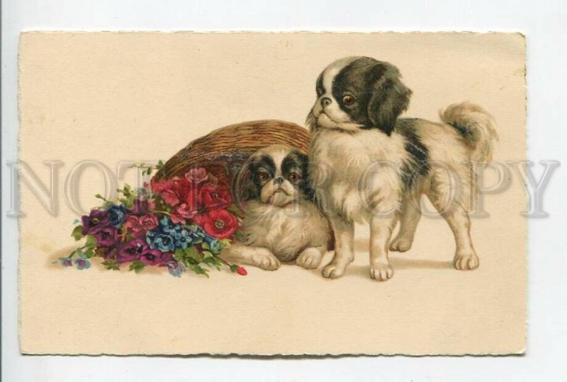 462170 JAPANESE CHIN Dogs in Flowers Vintage postcard