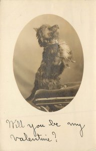 RPPC Postcard Terrier Dog Sitting Up on Velvet Pillow Valentines Day