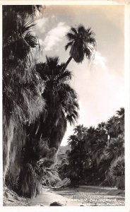 Palm Springs California c1940 RPPC Real Photo Postcard Palm Canyon by Frashers